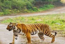 Jim Corbett National Park