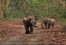 Rajaji National Park